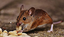 smart-pest-monitoring-systems Experts in Leawood